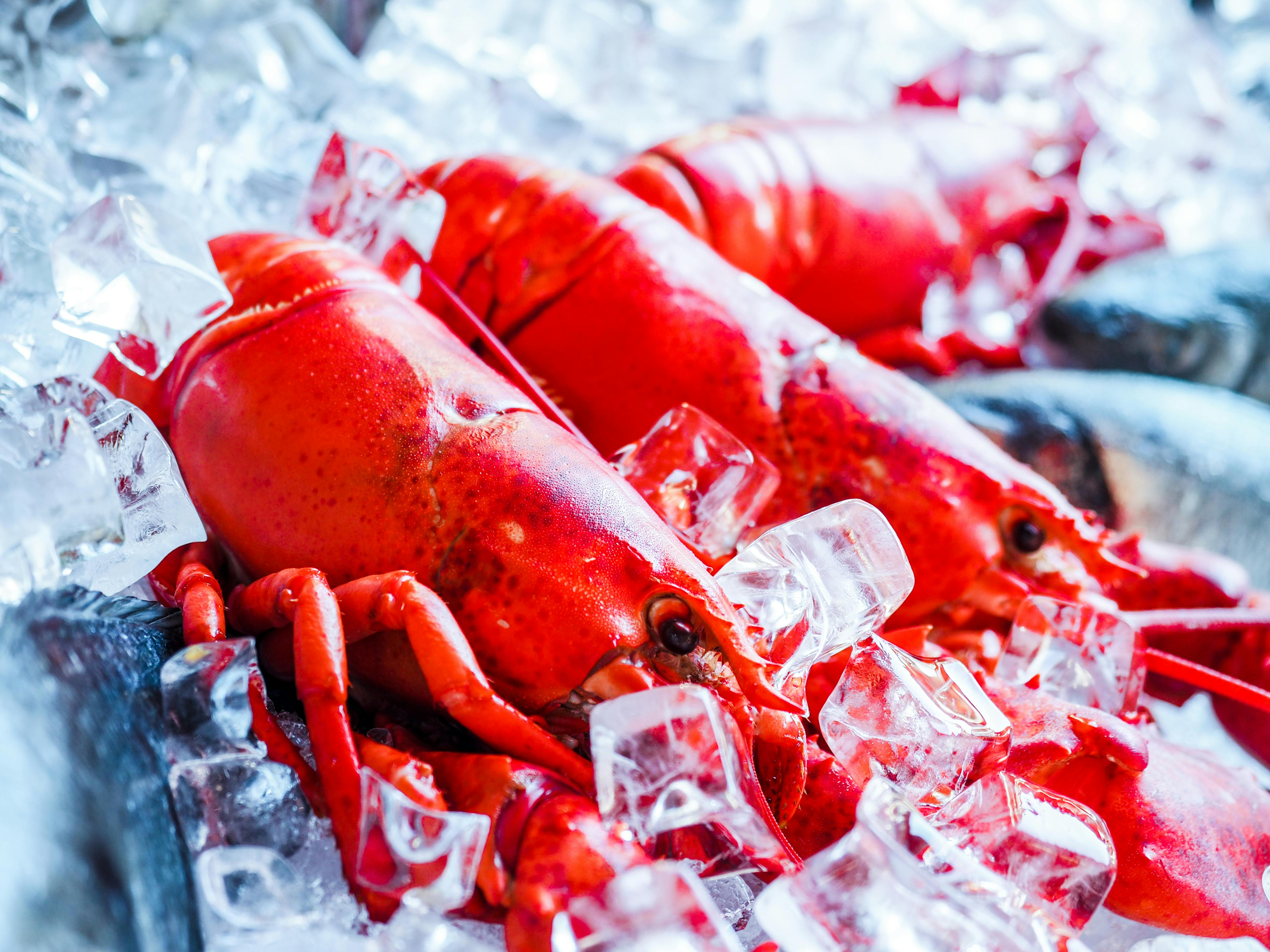 Fresh Atlantic Canadian lobster on ice